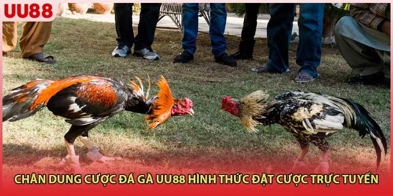 Chân dung cược Đá Gà UU88 hình thức đặt cược trực tuyến
