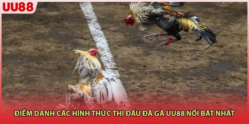 Điểm danh các hình thức thi đấu Đá Gà UU88 nổi bật nhất